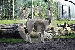 Vicugna at Rotterdam Blijdorp zoo, The Netherlands.