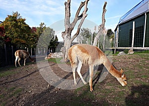 Vicugna at Rotterdam Blijdorp zoo, The Netherlands.