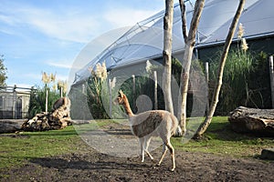 Vicugna at Rotterdam Blijdorp zoo, The Netherlands. photo
