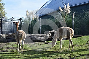 Sul giardino zoologico olanda 