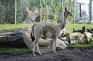 Vicugna at Rotterdam Blijdorp zoo, The Netherlands. photo