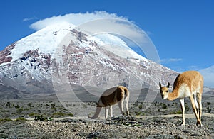 Vicugna. stratovolcano Chimborazo, Cordillera Occidental, Andes, Ecuador