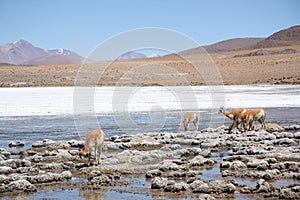 Vicugnas in Altiplano, Andes in Bolivia photo