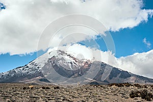 Vicugnas near stratovolcano Chimborazo photo