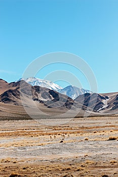 vicugnas at ruta de los seismiles, Catamarca, Argentina