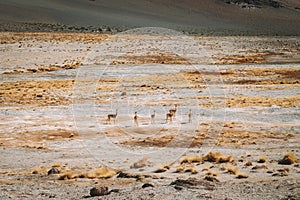 vicugnas at ruta de los seismiles, Catamarca, Argentina photo
