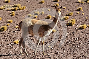 Vicuna