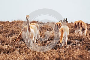 Vicuna, alpaca, a wild animal in Andes photo