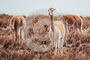 Vicuna, alpaca, a wild animal in Andes photo