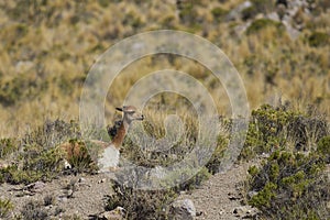 Vicuna on the Altiplano, Chile