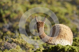 Vicuna on the Altiplano, Chile