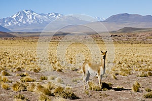 Vicuna in the Altiplano - Chile