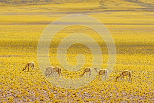 Vicuna in the Altiplano landscape of Chile by San pedro de Atacama