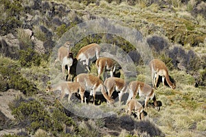 Vicuna on the Altiplano of Northern Chile