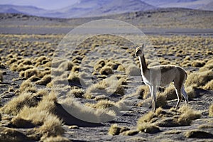 Vicuna ancestor of lama and alpaca in Andes