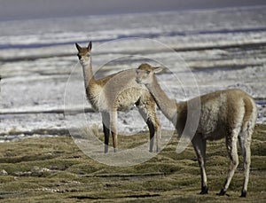 Vicuna ancestor of the lama and alpaca wild animal photo