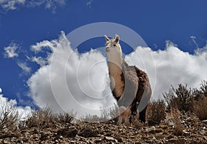 Vicuna on Andes
