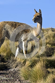 Vicuna - Chile