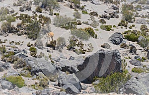 Vicuna at Chimborazo volcano area