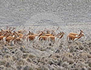 Vicuna herd