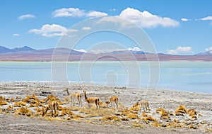 Vicuna Herd by Chalviri Lagoon, Bolivia