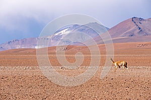 Vicuna in the high altitude desert of Northern Chile photo