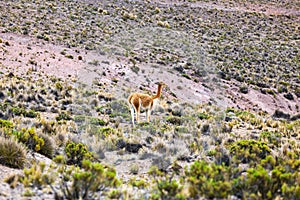 vicuna in the highlands of Peru photo