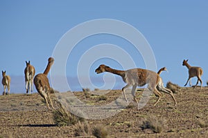 Vicuna in Lauca National Park