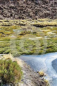 The vicuna  is one of the two wild South American camelids which live in the high alpine areas of the Andes