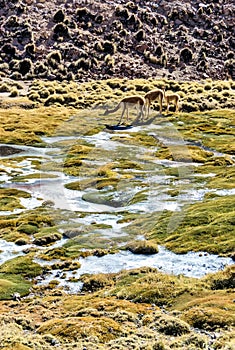 The vicuna  is one of the two wild South American camelids which live in the high alpine areas of the Andes