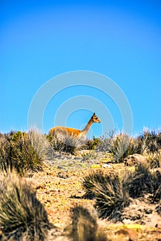 The vicuna  is one of the two wild South American camelids which live in the high alpine areas of the Andes