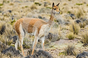 Vicuna in the peruvian Andes Arequipa Peru photo