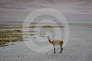 Vicuna in the Puna Argentina