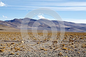 Vicuna in the Puna de Atacama, Argentina