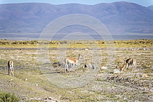 Vicuna in Salinas Grandes in Jujuy, Argentina