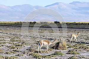 Vicuna in Salinas Grandes in Jujuy, Argentina