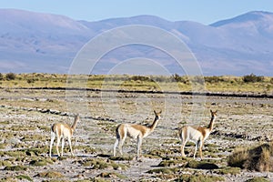 Vicuna in Salinas Grandes in Jujuy, Argentina