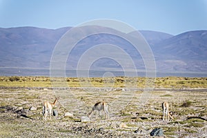 Vicuna in Salinas Grandes in Jujuy, Argentina.