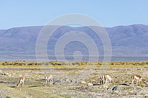 Vicuna in Salinas Grandes in Jujuy, Argentina.