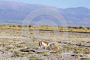 Vicuna in Salinas Grandes in Jujuy, Argentina.