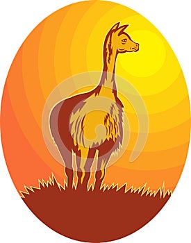 Vicuna standing with sun