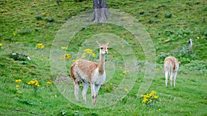 A Vicuna stands to attention in a grazing pasture