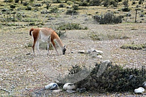 Vicuna in Torres del Paine