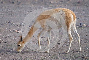 Vicuna (Vicgna vicugna) Camelid from South Ameri