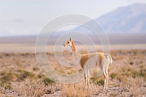 Vicuna (Vicgna vicugna) Camelid from South Ameri