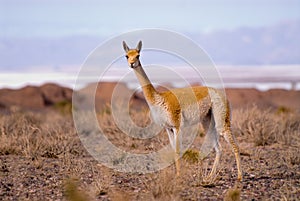 Vicuna (Vicgna vicugna) Camelid from South Ameri