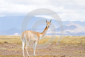 Vicuna (Vicgna vicugna) Camelid from South Ameri photo