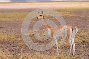 Vicuna (Vicgna vicugna) Camelid from South Ameri