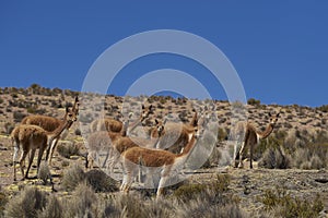 Vicuna on the Altiplano in Lauca National Park, Chile