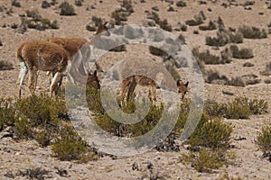 Vicuna on the Altiplano in Lauca National Park, Chile